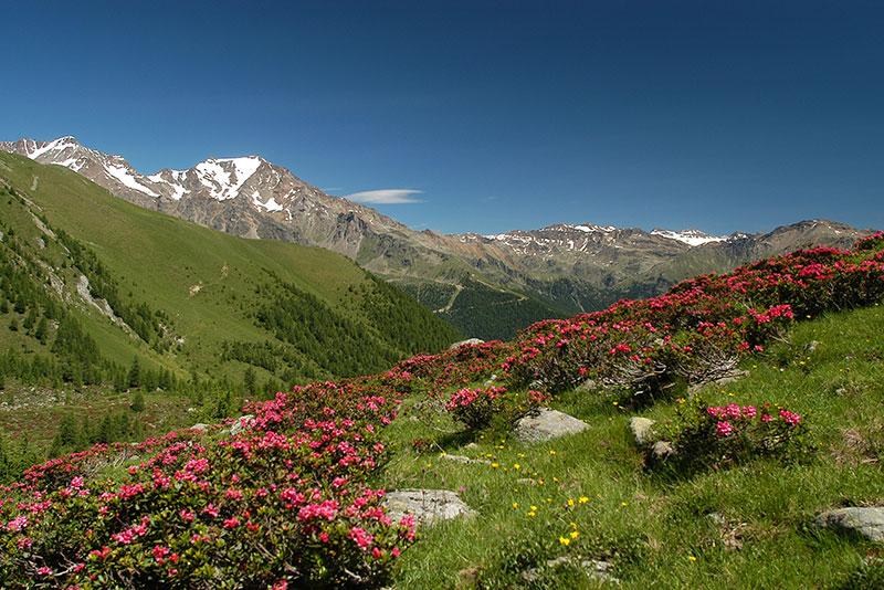 Dolomiti in Val di Sole